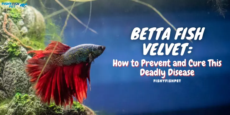 Betta fish in Aquarium with Velvet Disease - Betta Fish Velvet How to Prevent and Cure This Deadly Disease