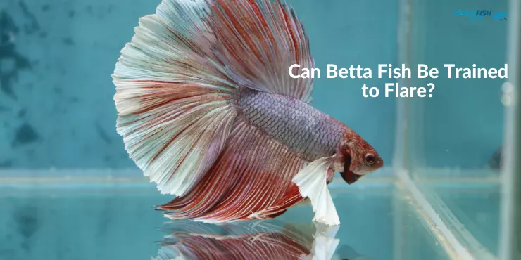 Betta Fish Flaring Can Betta Fish Be Trained to Flare