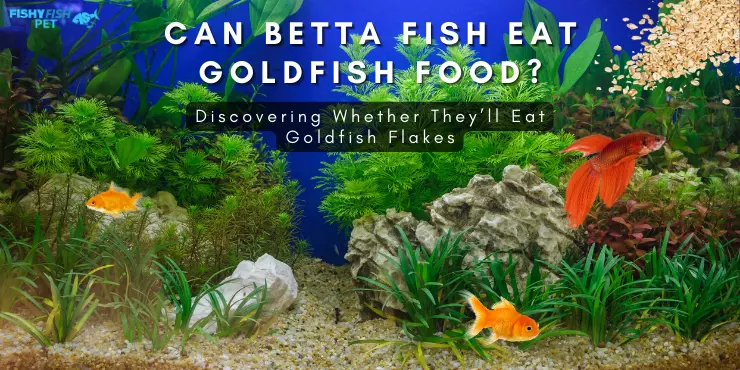 Betta eating Goldfish Flakes in Aquarium - Can Betta Fish Eat Goldfish Food? Discovering Whether They'll Eat Goldfish Flakes