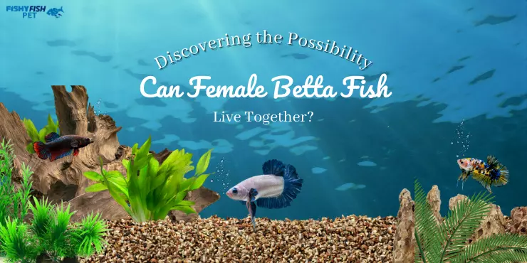 Can Female Betta Fish Live Together - Discovering the Possibility