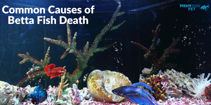 Betta Fish Dying Common Causes of Betta Fish Death