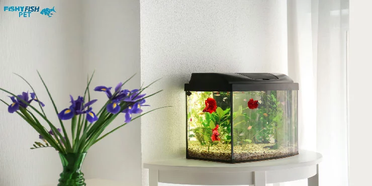 what size tank for Betta fish Dangers of Having the Wrong Tank Size for Your Betta Fish