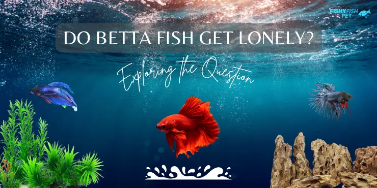 Do Betta Fish Get Lonely? Exploring the Question‍