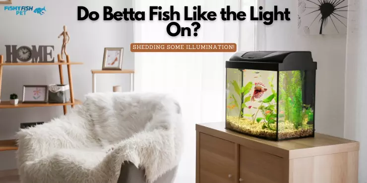 Do Betta Fish Like the Light On? Shedding Some Illumination! ([year])