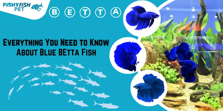 Everything You Need to Know About Blue Betta Fish