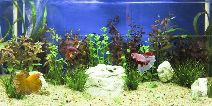 How To Care For Mermaid Betta Fish