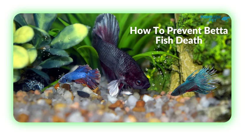 How To Prevent Betta Fish Death