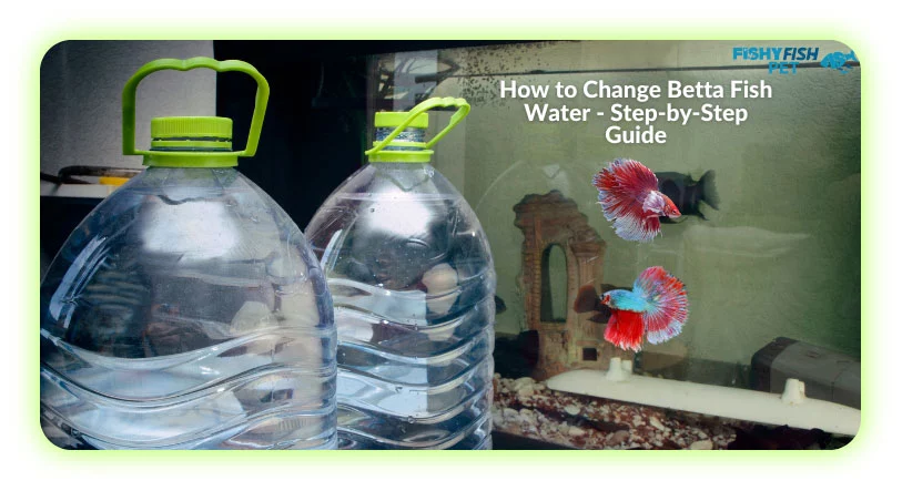 How to Change Betta Fish Water - Step-by-Step Guide