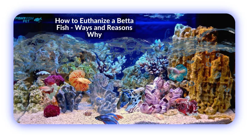 How to Euthanize a Betta Fish - Ways and Reasons Why