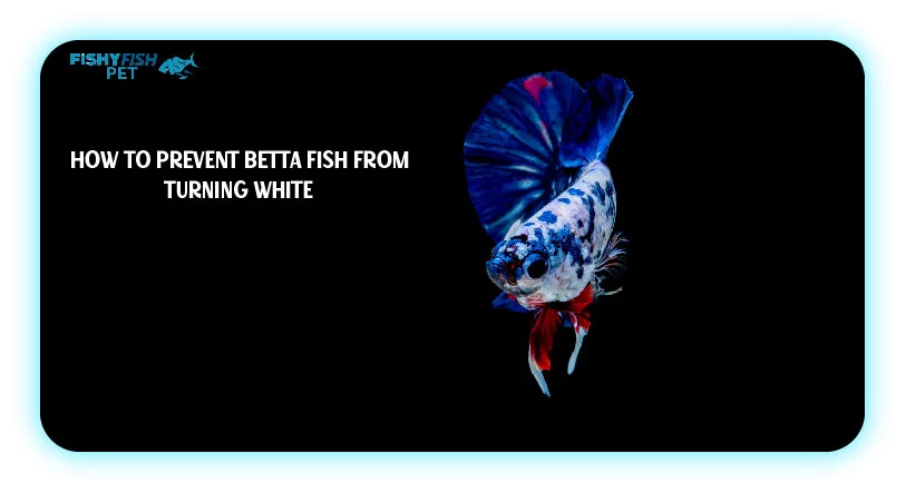 How to Prevent Betta Fish from Turning White