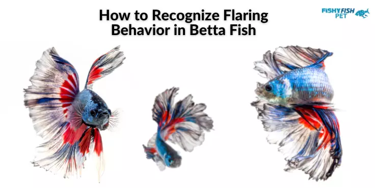 Betta Fish Flaring How to Recognize Flaring Behavior in Betta Fish
