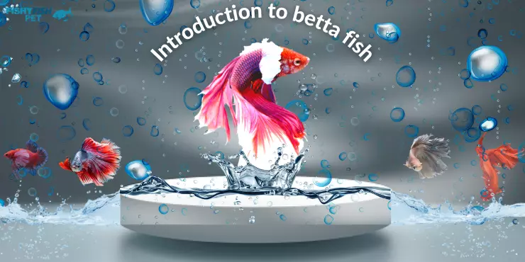 Creating a Beautiful Betta Habitat Introduction to Betta Fish 2