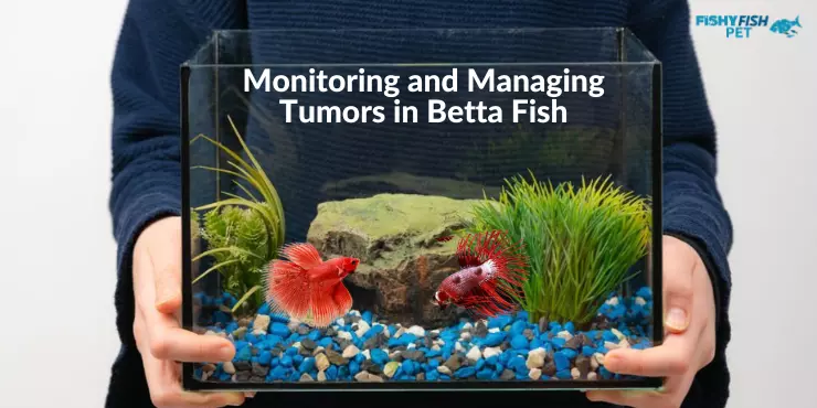 Betta Fish Tumor Monitoring and Managing Tumors in Betta Fish