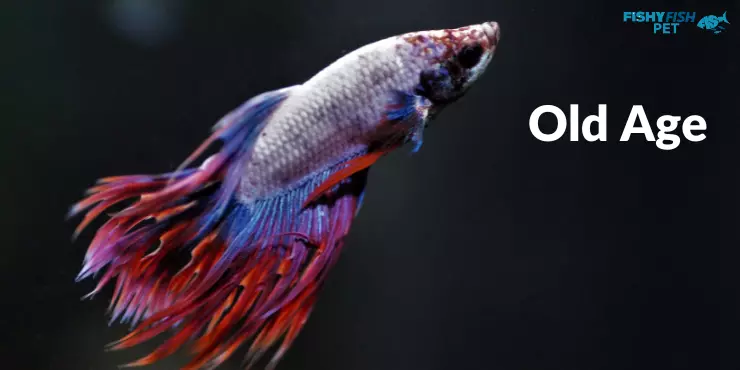 Betta Fish Dying Old Age
