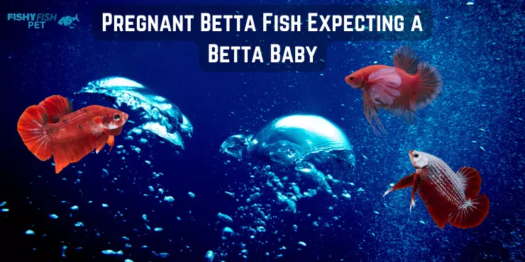 pregnant betta fish Pregnant Betta Fish Expecting a Betta Baby
