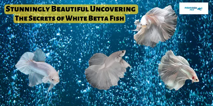 Stunningly Beautiful Uncovering The Secrets of White Betta Fish