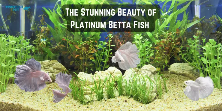 The Stunning Beauty of Platinum Betta Fish