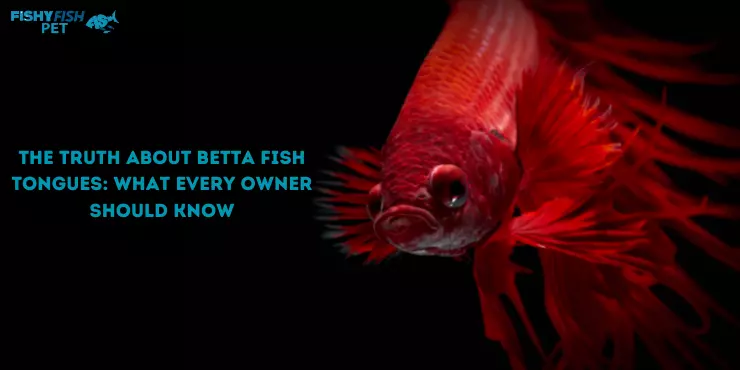 The Truth About Betta Fish Tongues What Every Owner Should Know