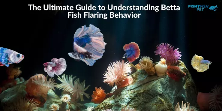 The Ultimate Guide to Understanding Betta Fish Flaring Behavior