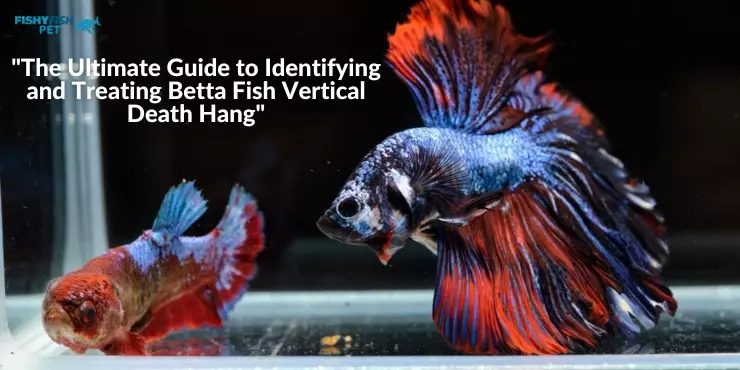 Treating-Betta-Fish-Vertical-Death-Hang-6