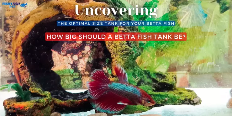 Betta Fish Swimming at Bottom of the Tank - Uncovering the Optimal Size Tank for Your Betta Fish - How Big Should a Betta Fish Tank Be?