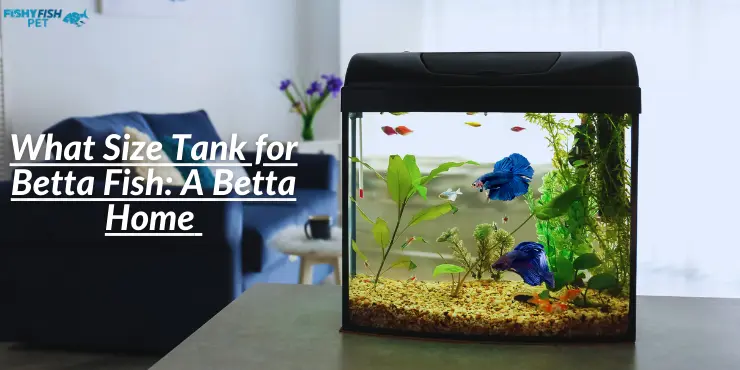 What Size Tank for Betta Fish: A Betta Home 