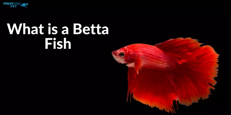 why is my betta fish turning white What is a Betta Fish