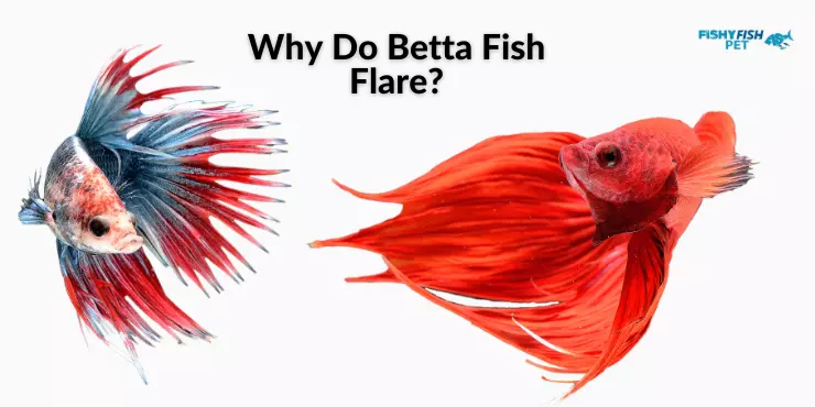 Betta Fish Flaring Why Do Betta Fish Flare