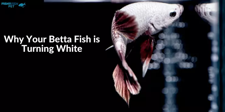 why is my betta fish turning white Why Your Betta Fish May Be Turning White