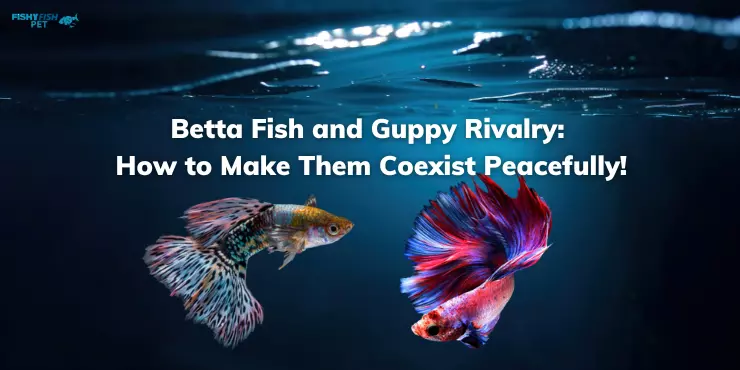 Betta Fish and Guppy Rivalry: How to Make Them Coexist Peacefully