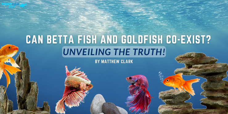 Can Betta Fish and Goldfish Co-exist? Unveiling the truth