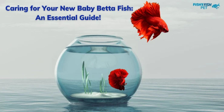 Caring for Your New Baby Betta Fish: An Essential Guide!
