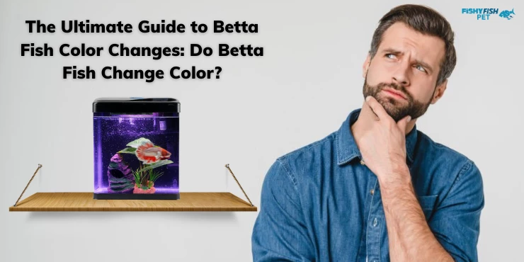 The Ultimate Guide to Betta Fish Color Changes: Do Betta Fish Change Color?