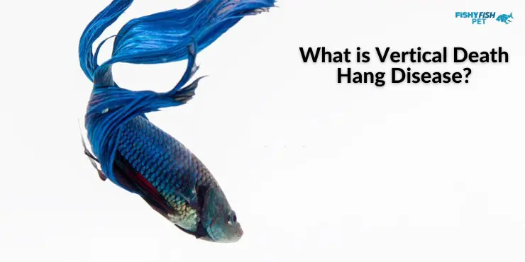 Betta Fish Vertical Death Hang fish verticle