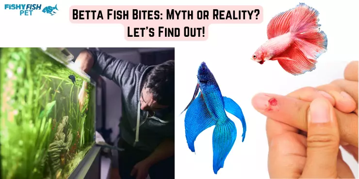 Do Betta Fish Bite Betta Fish Bites Myth or Reality Lets Find Out