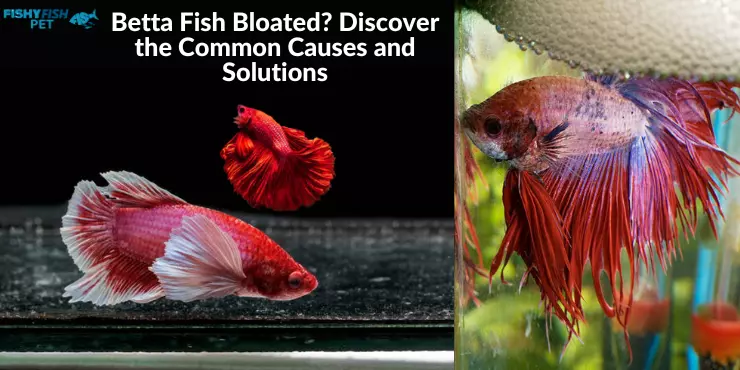 Betta Fish Bloated? Discover the Common Causes and Solutions