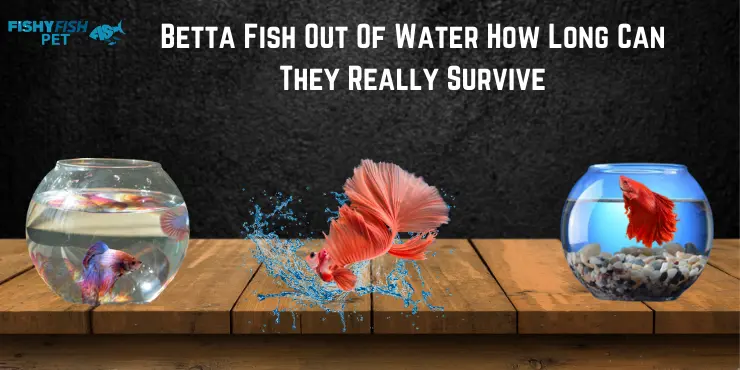 How long can a betta fish live out of water Betta Fish Out of Water How Long Can They Really Survive 1