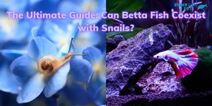 Can betta fish live with snails