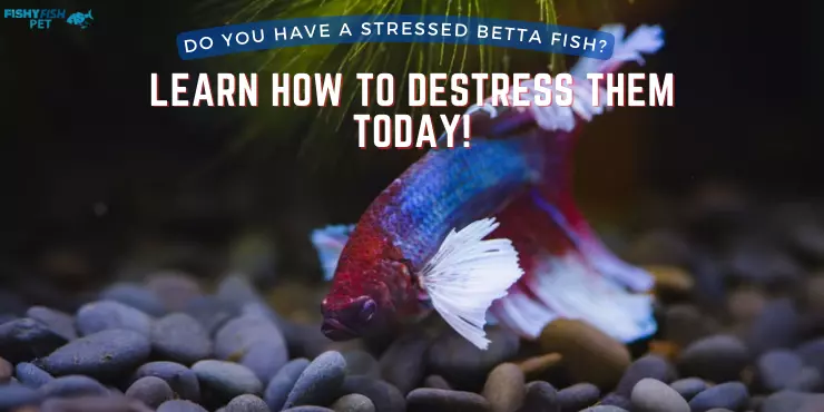 Stressed Betta is laying on the bottom of the tank - Do You Have a Stressed Betta Fish - Learn How to Destress Them Today - Fishyfishpet
