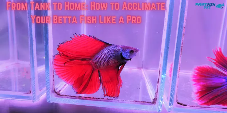 From Tank to Home How to Acclimate Your Betta Fish Like a Pro