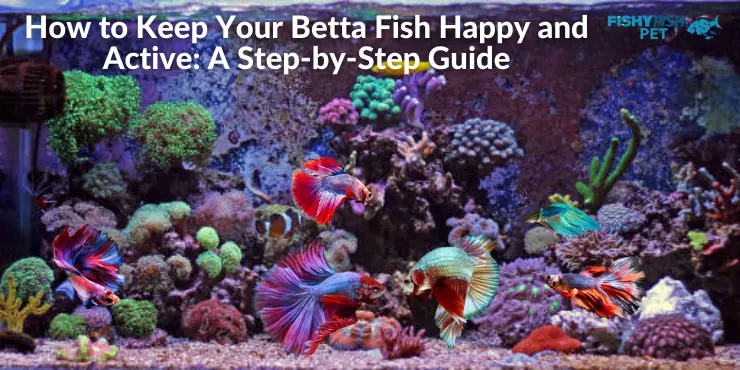 How to Keep Your Betta Fish Happy and Active: A Step-by-Step Guide