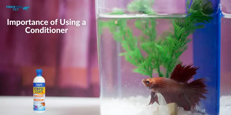 how to treat tap water for betta fish Importance of Using a Conditioner