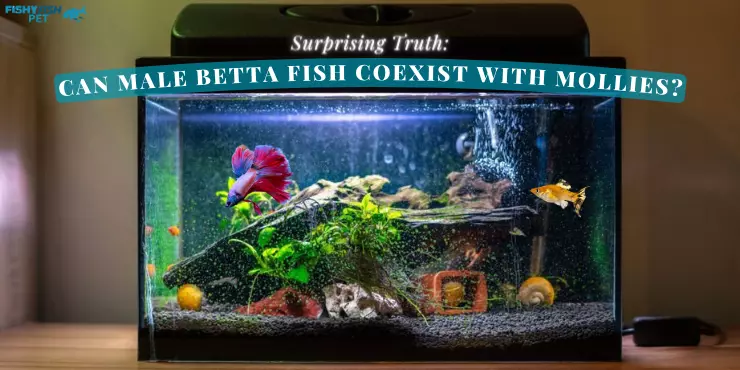 Betta & mollies in 20 Gallon Fish Tank - Surprising Truth - Can Male Betta Fish Coexist with Mollies