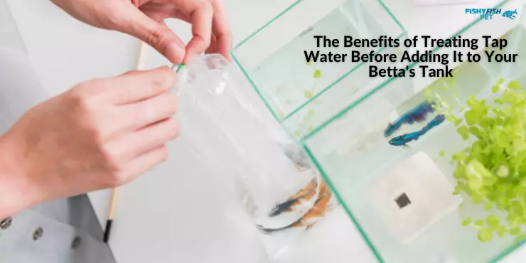 how to treat tap water for betta fish The Benefits of Treating Tap Water Before Adding It to Your Bettas Tank