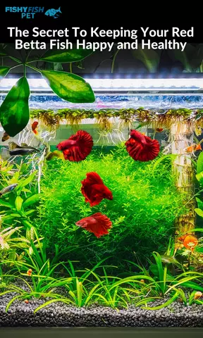 The Secret To Keeping Your Red Betta Fish Happy and Healthy
