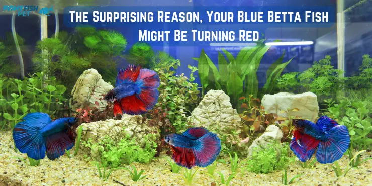 The Surprising Reason, Your Blue Betta Fish, Might Be Turning Red