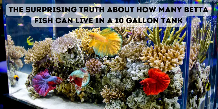 The Surprising Truth About How Many Betta Fish Can Live in a 10 Gallon Tank