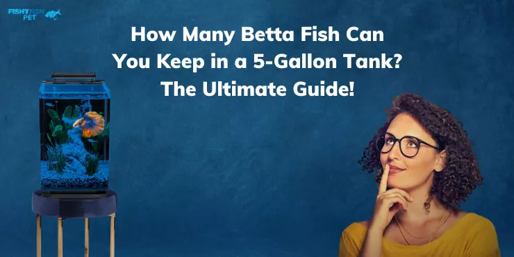 How Many Betta Fish Can You Keep in a 5-Gallon Tank? The Ultimate Guide