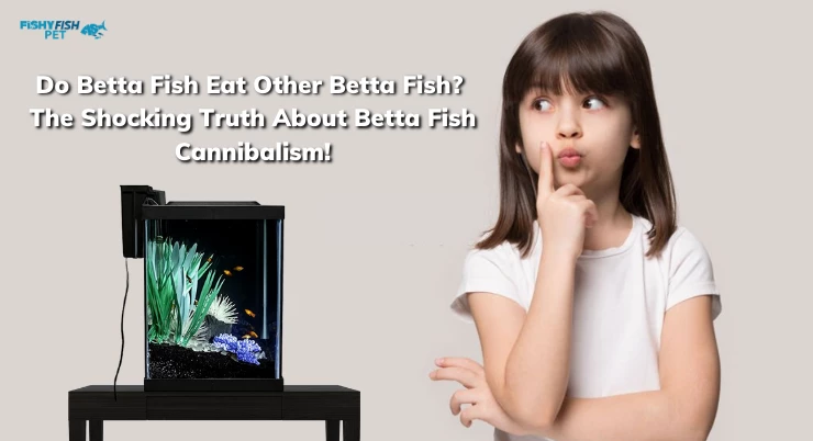 Do Betta Fish Eat Other Betta Fish? The Shocking Truth About Betta Fish Cannibalism!