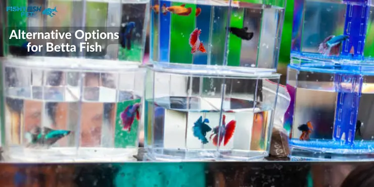 Betta Fish Stay in Store Containers Alternative Options for Betta Fish
